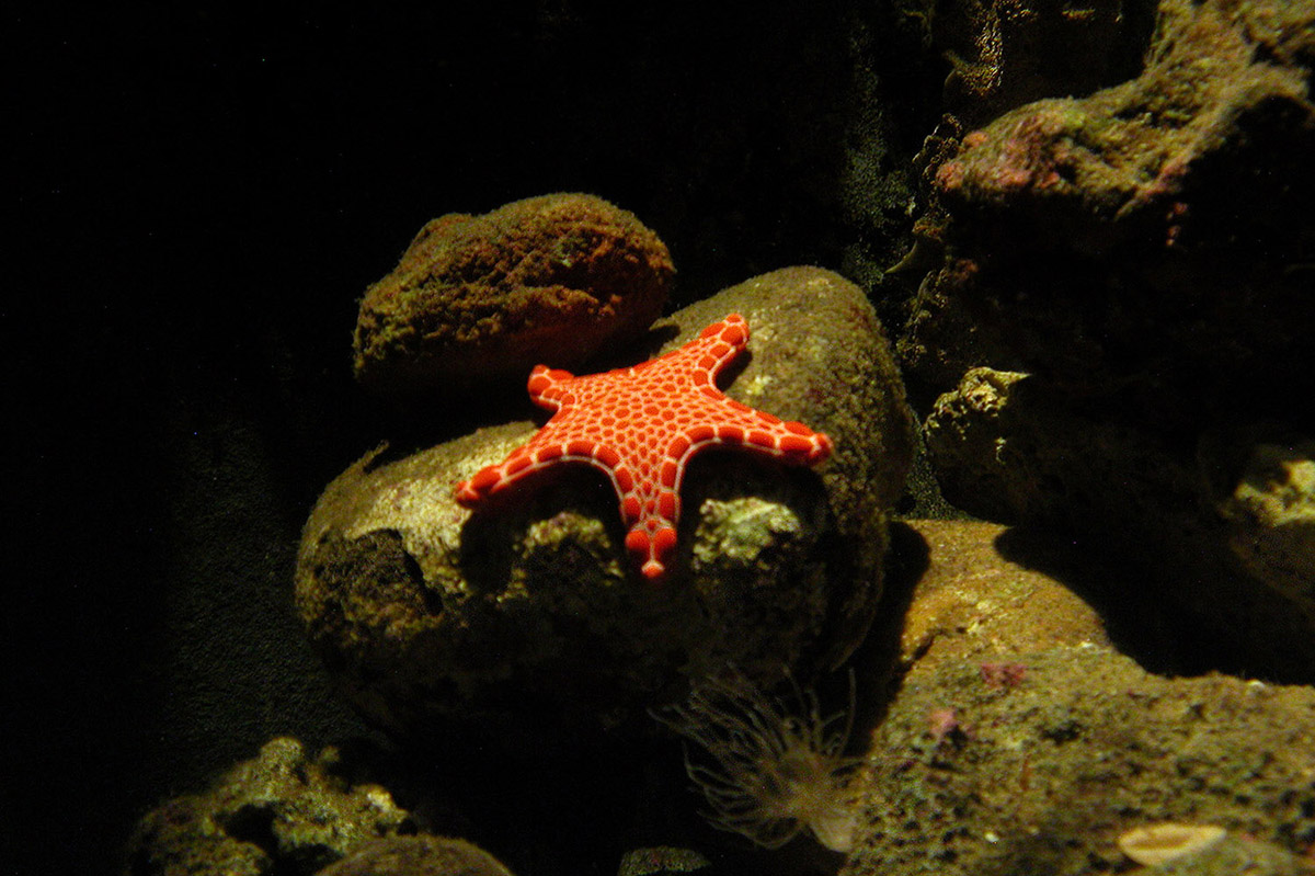 Josh Wallace photography - Starfish Aquarium