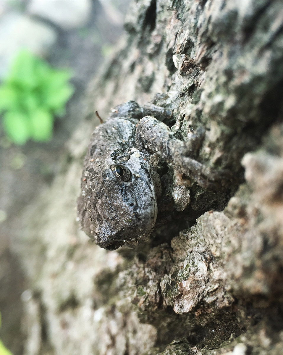 Josh Wallace photography - treefrog