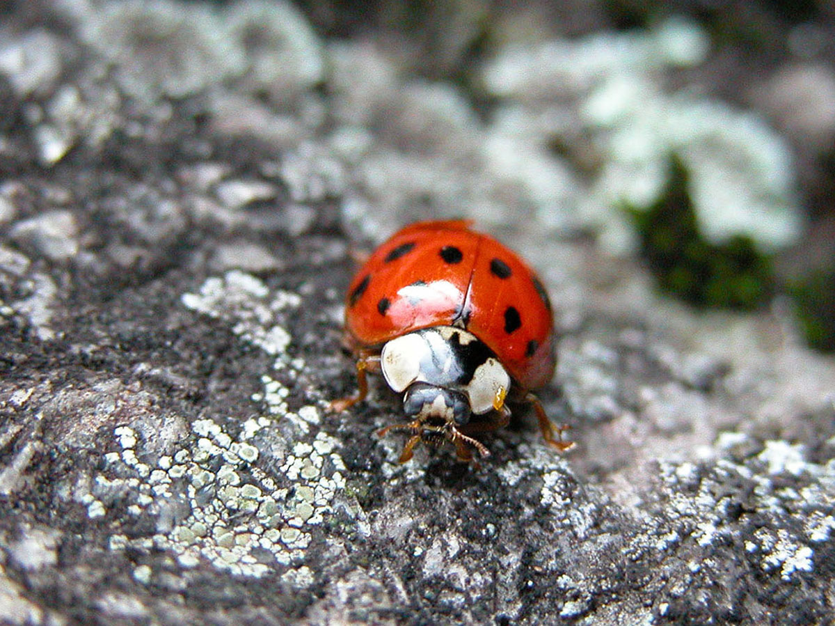 Josh Wallace photography - Ladybug Lichen